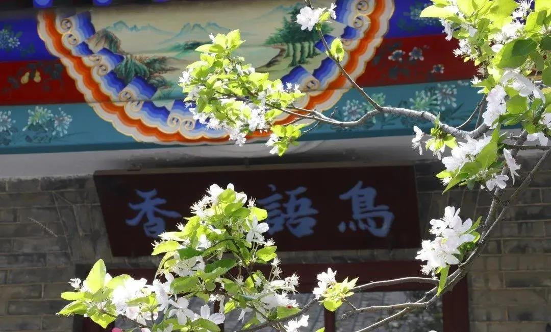 賞花地圖——最美三月天，帶你走進(jìn)濟(jì)寧的花花世界