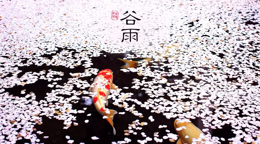 谷雨 | 春欲遠(yuǎn)，夏未至，人間最美四月天